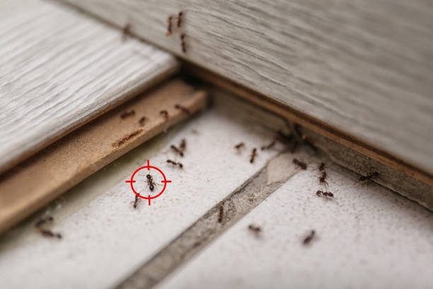 Best Pest Prevention Services  in Anderson, IN