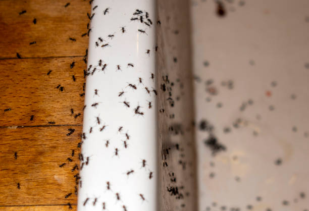 Wasp Removal Services in Anderson, IN